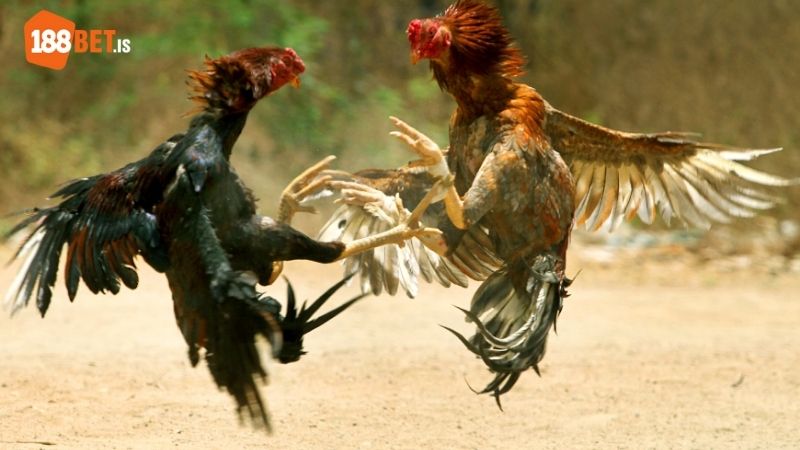 Tiêu chí thu hút hội viên đến với Đá Gà tại 188BET